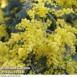 Double Tree Store -Double Tree Store ACASIADEAL 10001 A