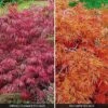 Acer Palmatum Var. Dissectum 'Rubrum'