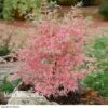 Acer Palmatum 'Taylor' -Double Tree Store ACER VKA0088 A