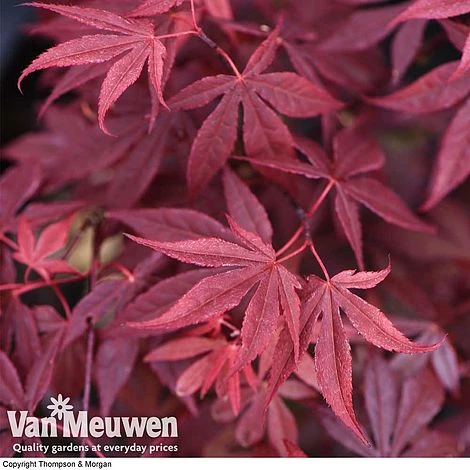 Acer Palmatum 'Atropurpureum' 4 Acer Palmatum 'Atropurpureum' - Image 2