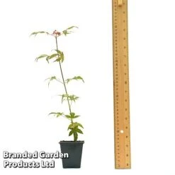 Acer Palmatum 'Atropurpureum' 11 Acer Palmatum 'Atropurpureum' -Double Tree Store ACER ATROPU7CM T44907 A