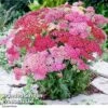Achillea Millefolium 'Summer Pastels' -Double Tree Store ACHI T63820 A