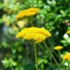 Achillea Filipendulina 'Cloth Of Gold' -Double Tree Store ACHI V65044 A h