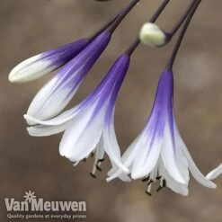 Agapanthus 'Fireworks' -Double Tree Store AGA FIRE B