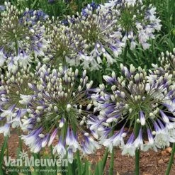 Agapanthus 'Fireworks' -Double Tree Store AGA FIRE C