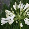 Agapanthus Africanus 'Albus' -Double Tree Store AGAP V59522 A h