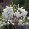 Agapanthus 'Arctic Star' -Double Tree Store AGAP V63414 A h