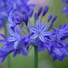 Agapanthus 'Northern Star' -Double Tree Store AGAP V63417 A h