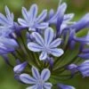 Agapanthus 'Sweet Surprise' -Double Tree Store AGAP V63418 A h