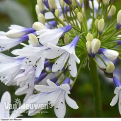 Agapanthus 'Twister' -Double Tree Store AGAP V63766 D