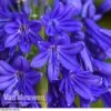 Agapanthus 'Flower Of Love' -Double Tree Store AGAP V72561 C