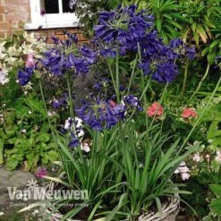 Agapanthus 'Flower Of Love' -Double Tree Store AGAP V72561 D