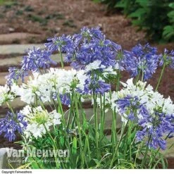 Agapanthus 'Ever Sapphire' -Double Tree Store AGAP VKA3940 B