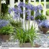 Agapanthus 'Ever Sapphire' -Double Tree Store AGAP VKA3940 B1