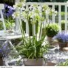 Agapanthus 'Ever White' -Double Tree Store AGAP VKA3941 B1