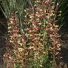 Agastache 'Summer Glow' -Double Tree Store AGAS V59524 A h