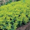 Alchemilla Mollis 'Thriller' -Double Tree Store ALCH V65062 A h