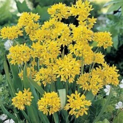 Bumper Spring Bulb Collection -Double Tree Store ALLI T11408 A h