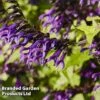 Salvia 'Amistad' -Double Tree Store AMISTAD 62257 A
