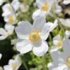 Anemone Sylvestris -Double Tree Store ANEM V58953 A h