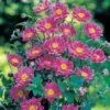 Anemone X Hybrida 'September Charm' -Double Tree Store ANEM V66347 A h