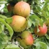 Apple Bramleys Seedling -Double Tree Store APPL VKA1745 A