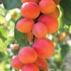Apricot 'Flavorcot' -Double Tree Store APRI V15480 A h