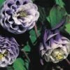 Aquilegia Vulgaris 'William Guinness' -Double Tree Store AQUI V65098 A h