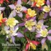 Aquilegia Caerulea 'Mrs Scott-Elliott' (Garden Ready) -Double Tree Store AQUI V75660 A