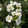 Arabis Caucasica 'Pixie Cream' -Double Tree Store ARAB V59538 A h