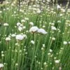 Armeria Maritima 'Alba' -Double Tree Store ARME V59540 A h