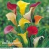 Calla Lily 'Spectrum Mix' -Double Tree Store ARUM V48756P A