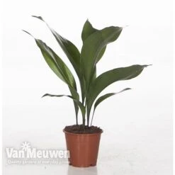 Aspidistra Elatior (House Plant) -Double Tree Store ASPI VKA2850 A