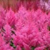 Astilbe Japonica 'Elisabeth Van Veen' -Double Tree Store ASTI V59295 A h
