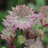 Astrantia Major 'Roma' 2 Astrantia Major 'Roma' -Double Tree Store ASTR V59556 A h