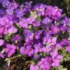 Aubrieta 'Dr. Mules Variegata' -Double Tree Store AUBR V59560 A h