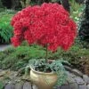 Azalea (Standard) -Double Tree Store AZAL 62520V A h