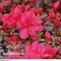 Azalea 'Dwarf Collection' -Double Tree Store AZAL V53136 B