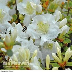 Azalea 'Dwarf Collection' -Double Tree Store AZAL V53136 C