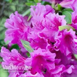 Azalea 'Dwarf Collection' -Double Tree Store AZAL V53136 D