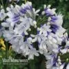 Agapanthus 'Twister' -Double Tree Store Agapanthus Twister