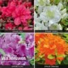 Azalea 'Dwarf Collection' -Double Tree Store Azalea Dwarf Collection