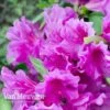 Azalea 'Dwarf Lilac' -Double Tree Store Azalea Dwarf Lilac