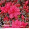 Azalea 'Dwarf Red' -Double Tree Store Azalea Dwarf Red
