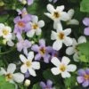 Bacopa Collection -Double Tree Store BACO V45758 A h