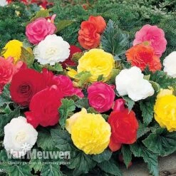 Begonia 'Double Flowered Mixed' -Double Tree Store BEGO 12544 A