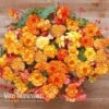 Begonia 'Cascading Fireball' -Double Tree Store BEGO 69301 A