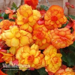 Begonia 'Cascading Fireball' -Double Tree Store BEGO 69301 C