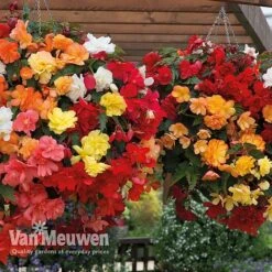 Begonia 'Illumination Mixed' -Double Tree Store BEGO P86758 B