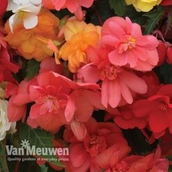 Begonia 'Illumination Mixed' -Double Tree Store BEGO P86758 C